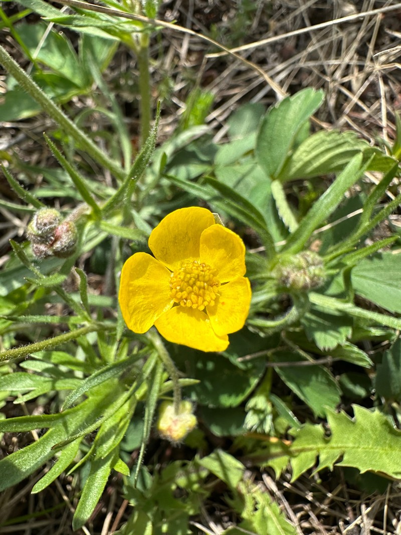 Heartleaf Buttercup photo 7