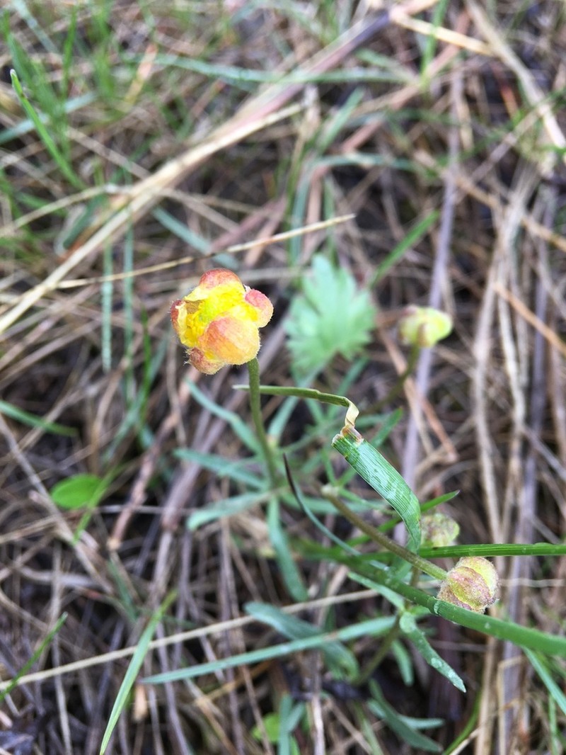 Heartleaf Buttercup photo 8