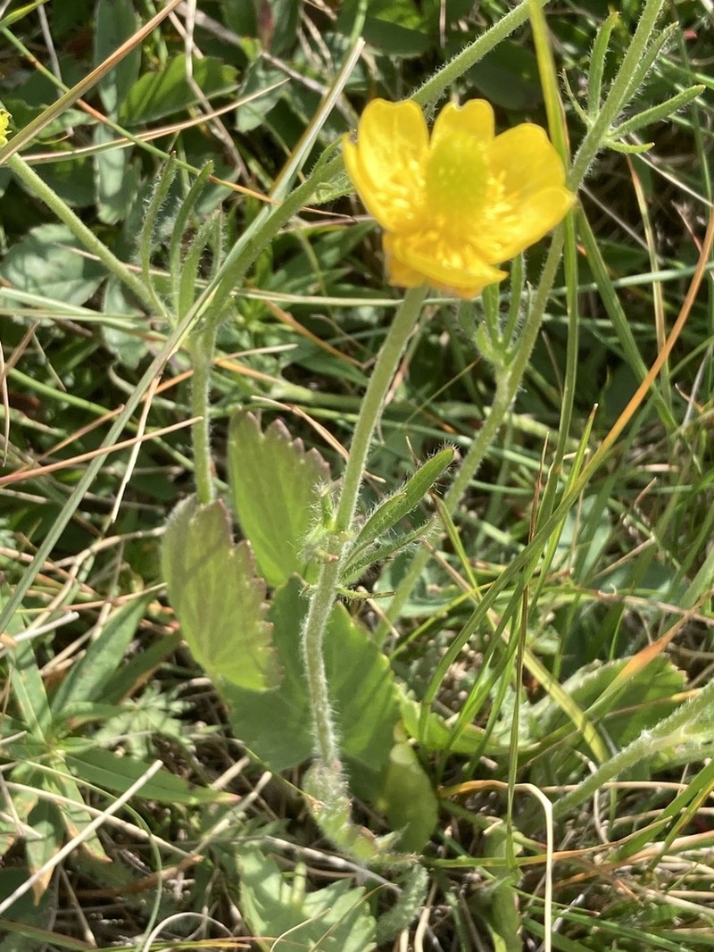 Colorado Buttercup