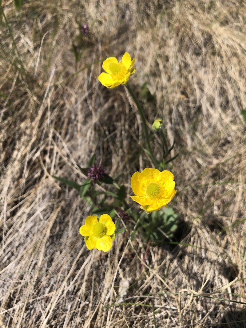 Colorado Buttercup photo 2