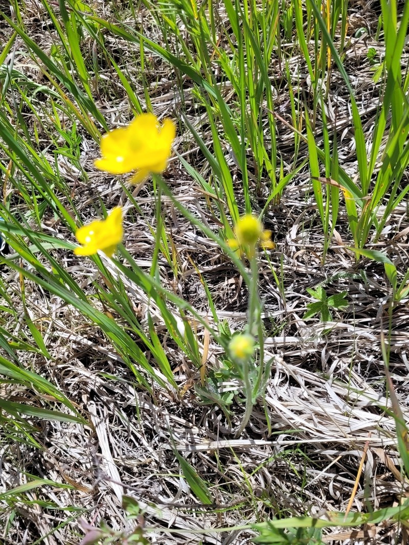 Colorado Buttercup photo 4