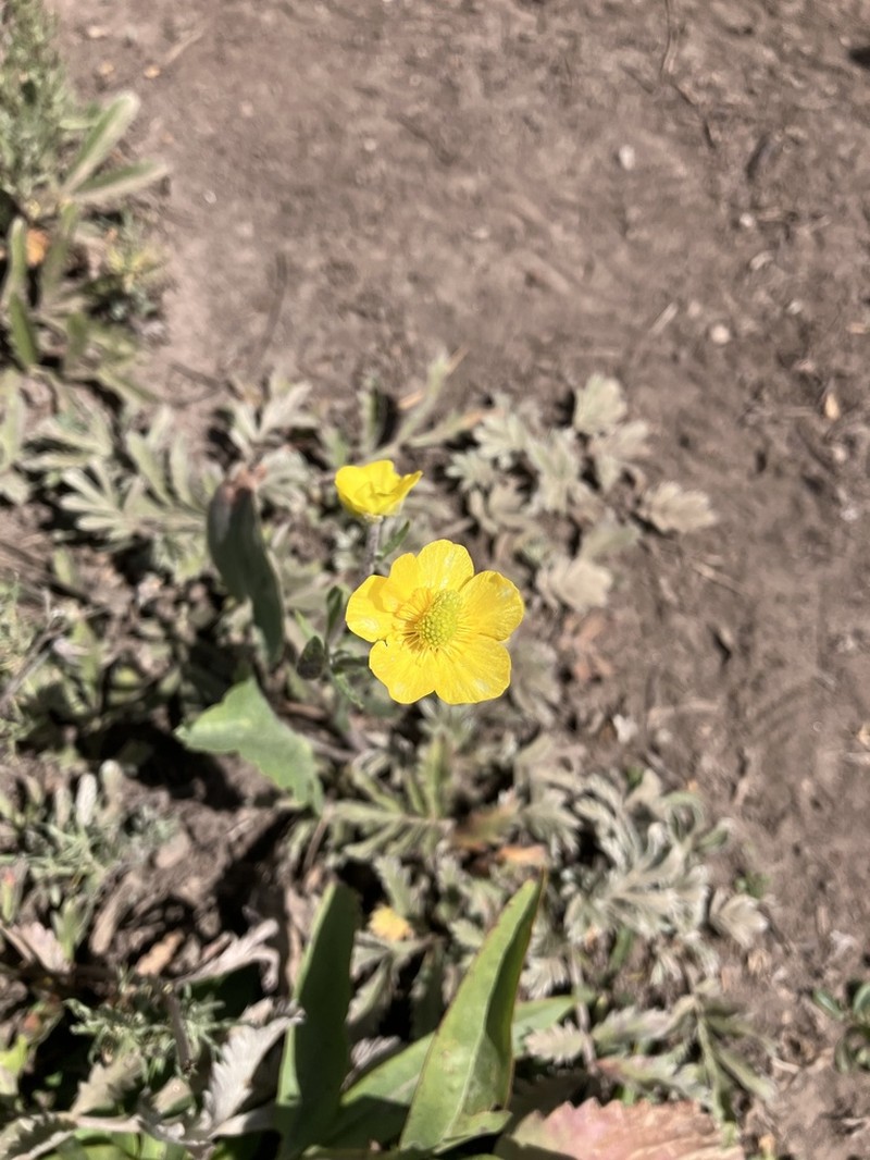 Colorado Buttercup photo 5