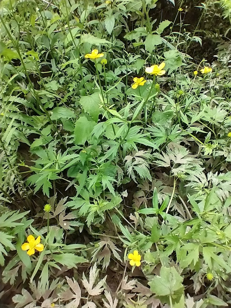 Ranunculus caricetorum