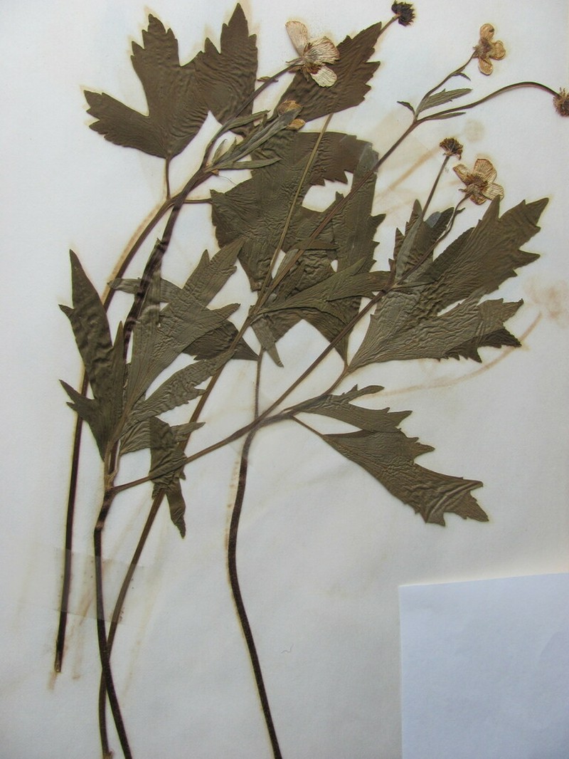 Ranunculus caricetorum photo 3