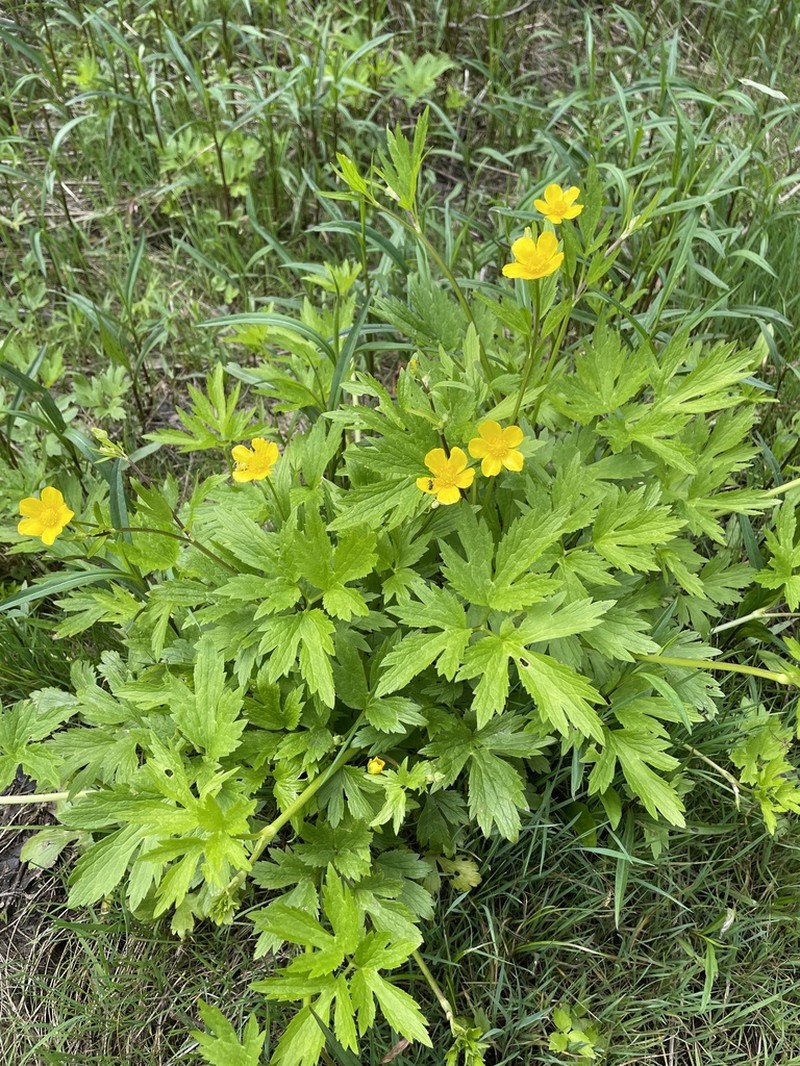 Ranunculus caricetorum photo 4