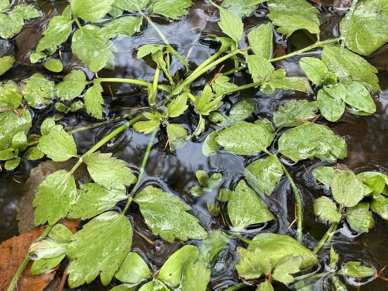 Ranunculus caricetorum photo 5