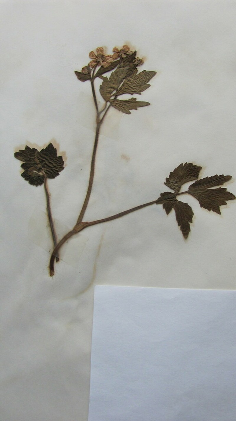 Ranunculus caricetorum photo 6