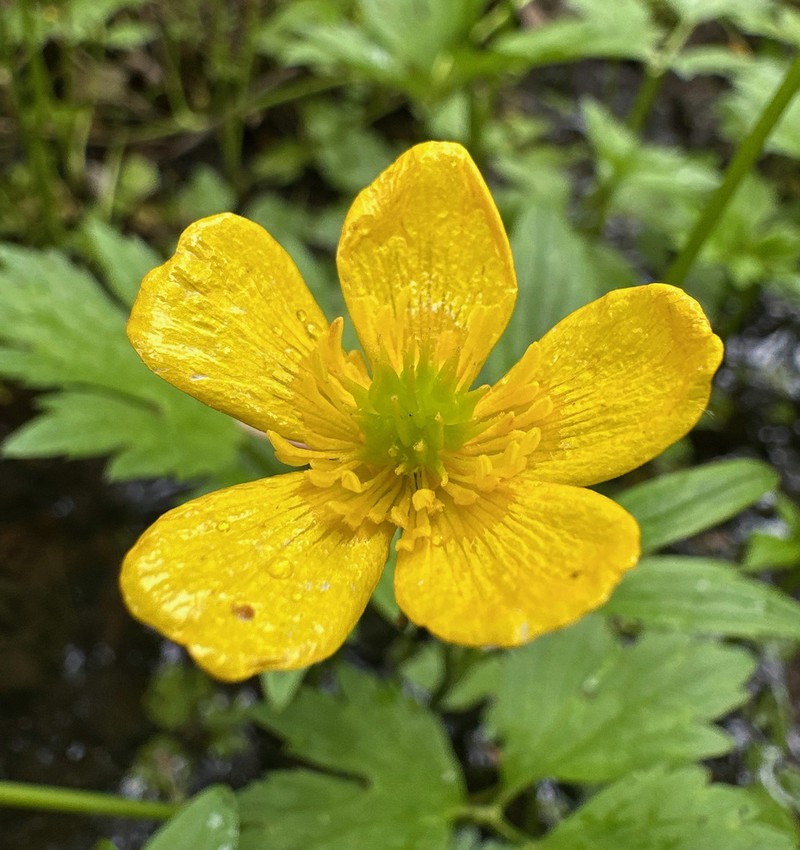 Ranunculus caricetorum photo 7