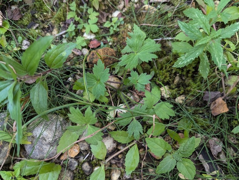 Ranunculus caricetorum photo 8
