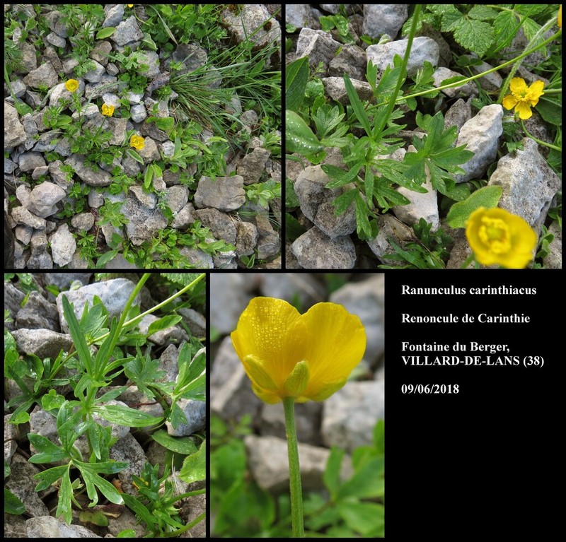 Ranunculus carinthiacus