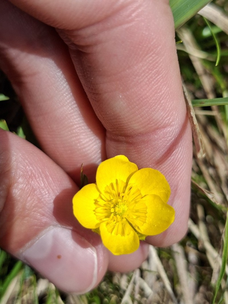 Ranunculus carinthiacus photo 2