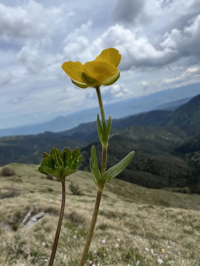 Ranunculus carinthiacus photo 3