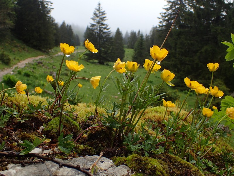 Ranunculus carinthiacus photo 4