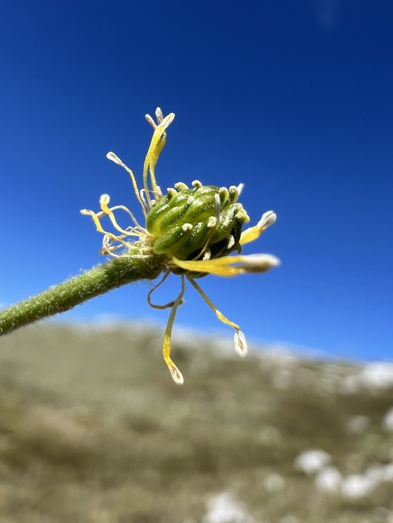 Ranunculus carinthiacus photo 5