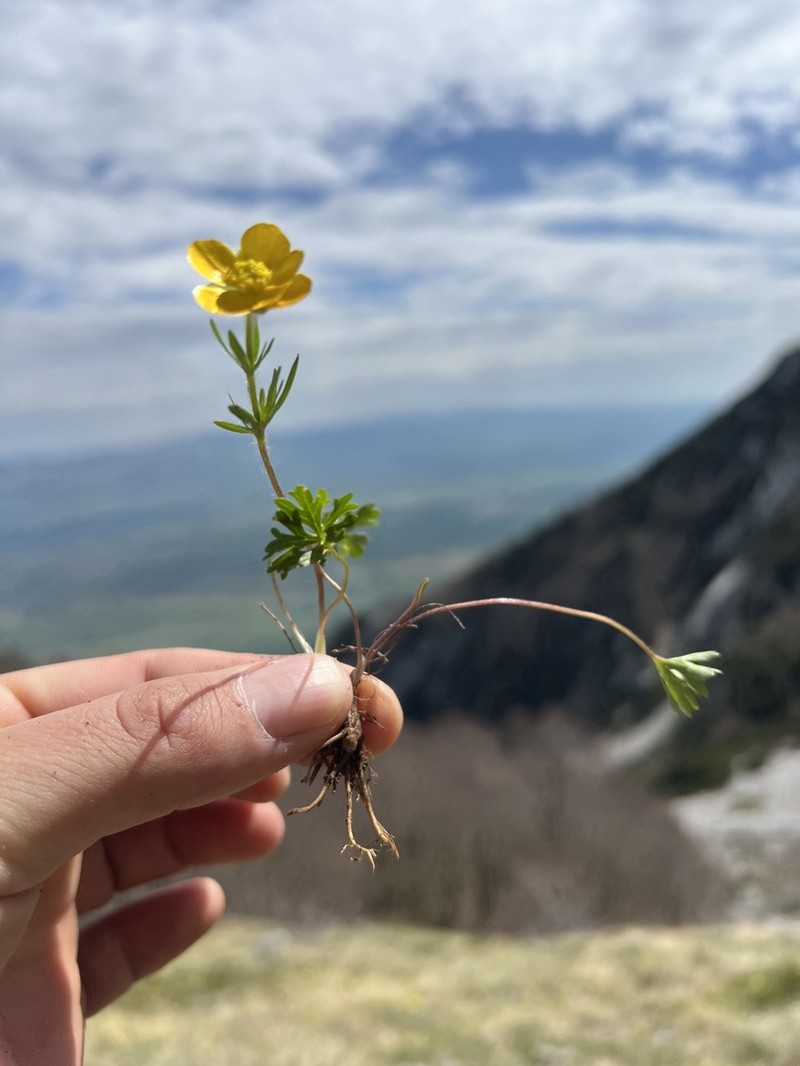 Ranunculus carinthiacus photo 6