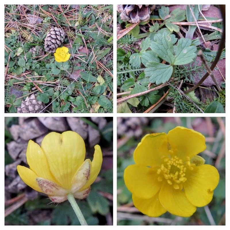 Ranunculus carinthiacus photo 7