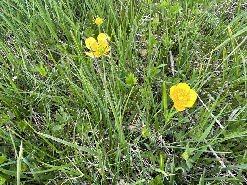 Ranunculus carinthiacus photo 8