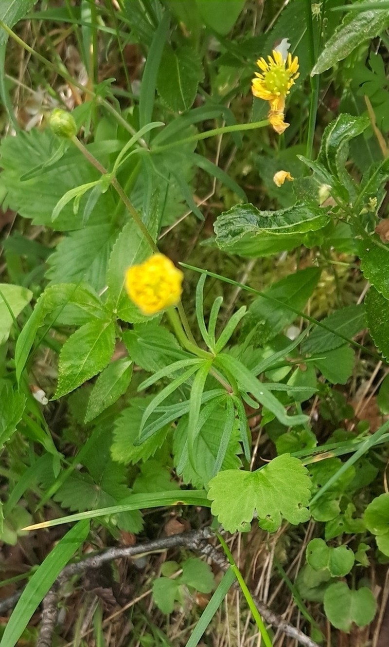 Ranunculus carlittensis
