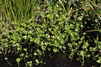 Ranunculus caroli