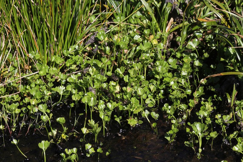 Ranunculus caroli