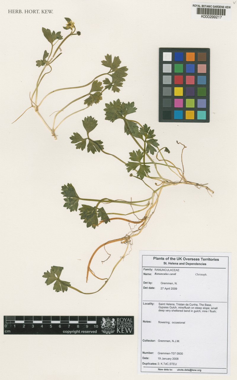 Ranunculus caroli photo 3