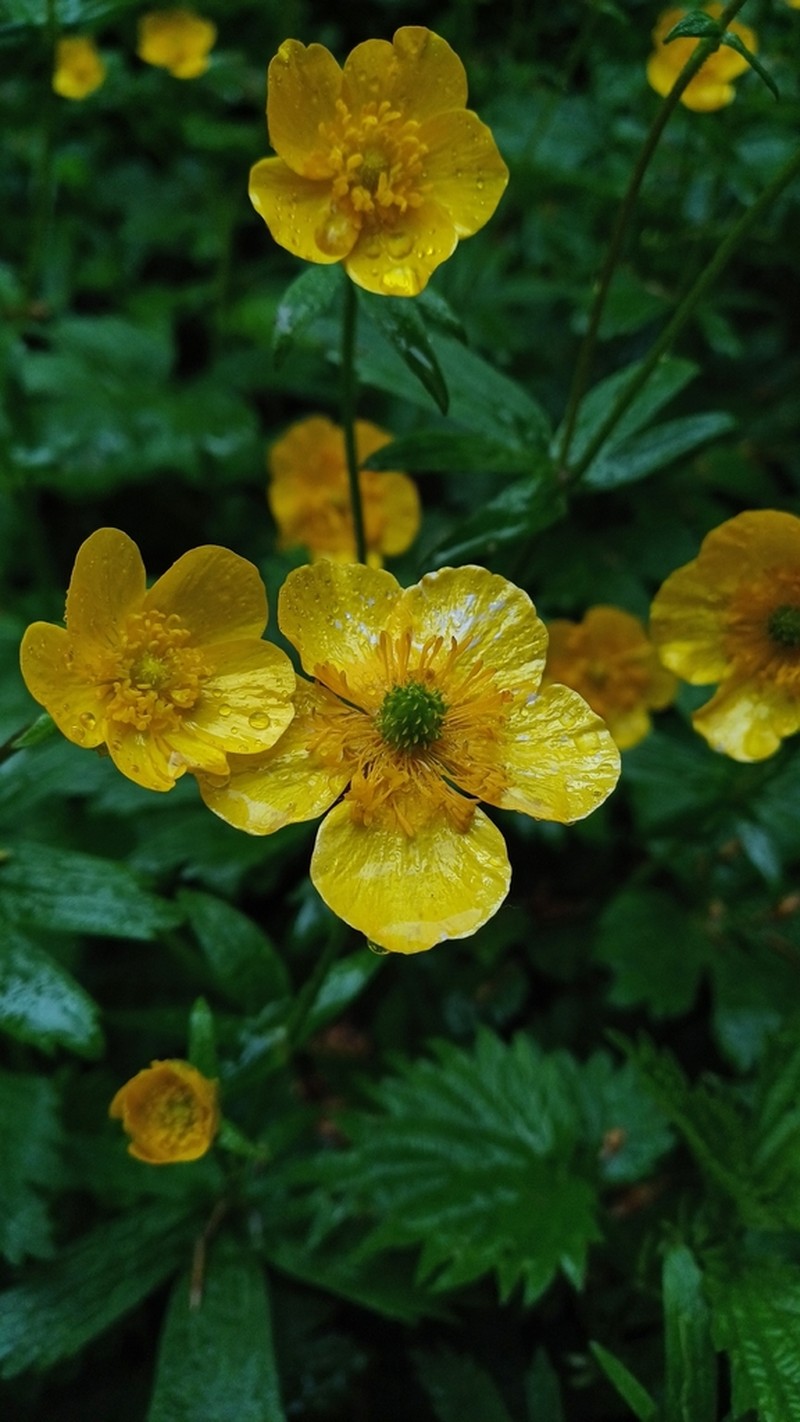 Ranunculus carpaticus