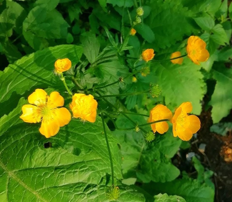 Ranunculus carpaticus photo 2