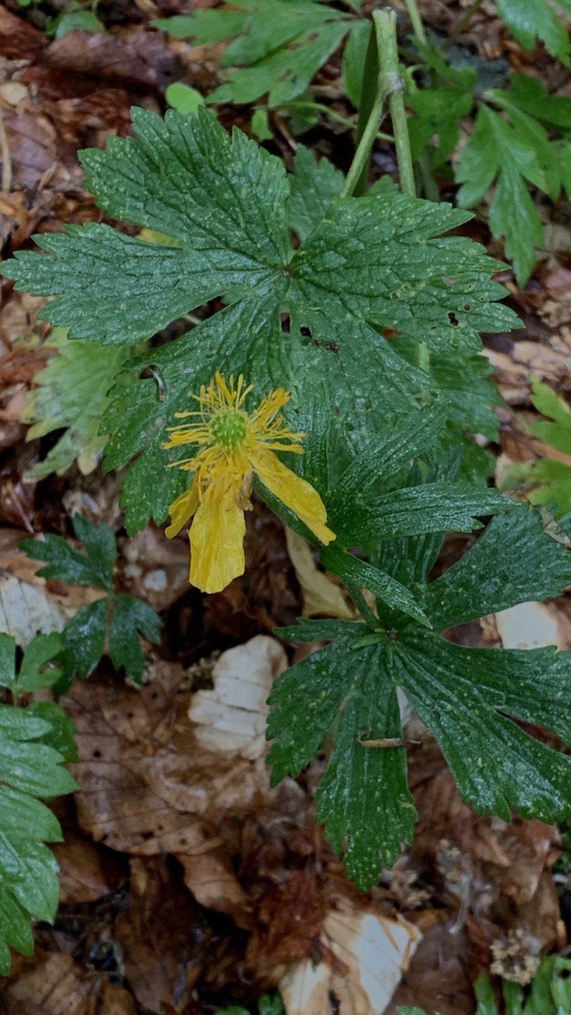 Ranunculus carpaticus photo 3