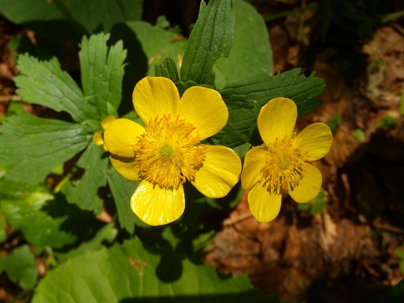 Ranunculus carpaticus photo 4