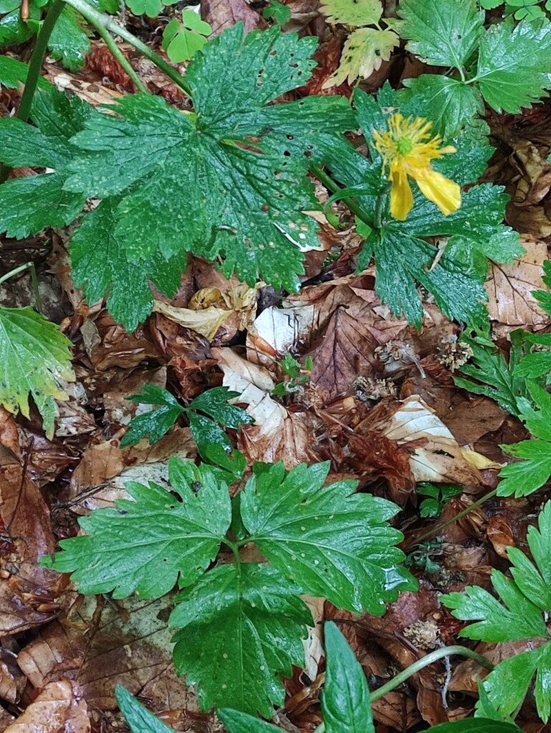 Ranunculus carpaticus photo 5
