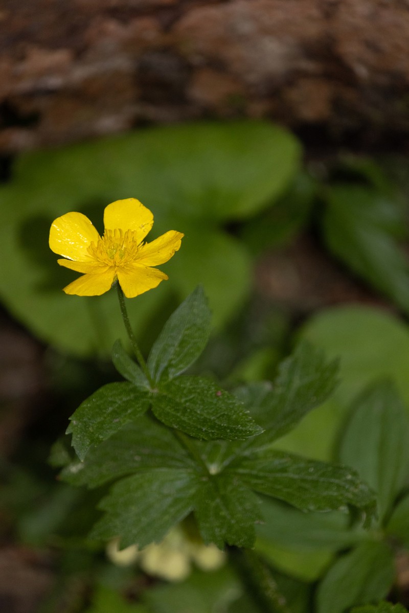 Ranunculus carpaticus photo 6