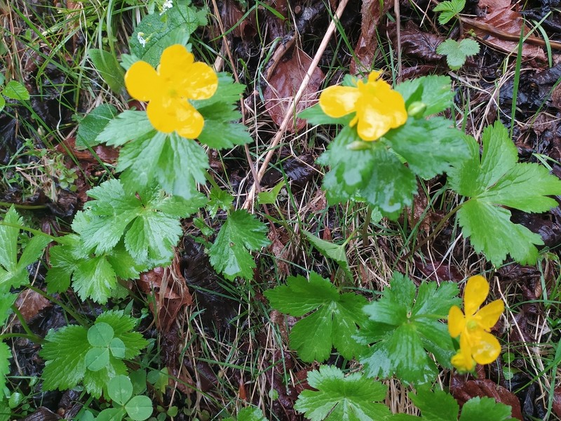 Ranunculus carpaticus photo 7