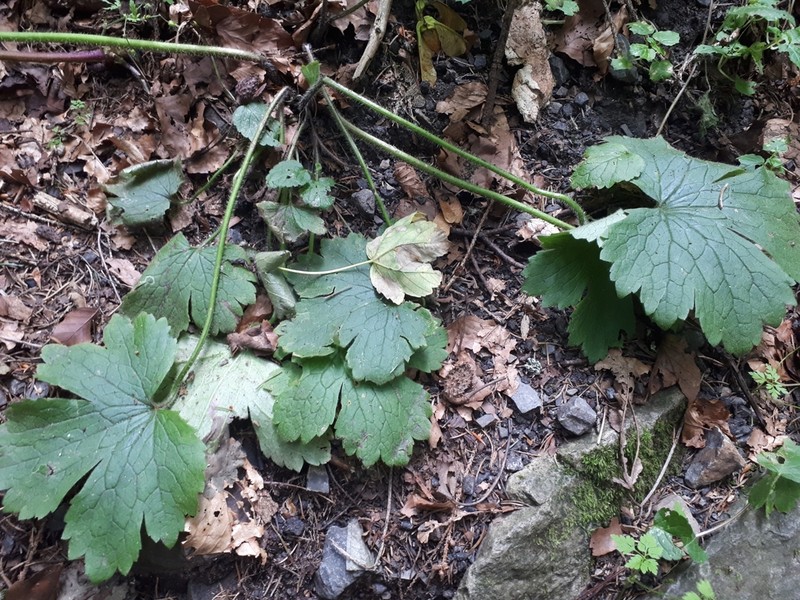 Ranunculus carpaticus photo 8