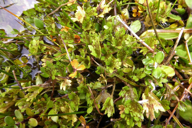 Ranunculus carsei photo 2