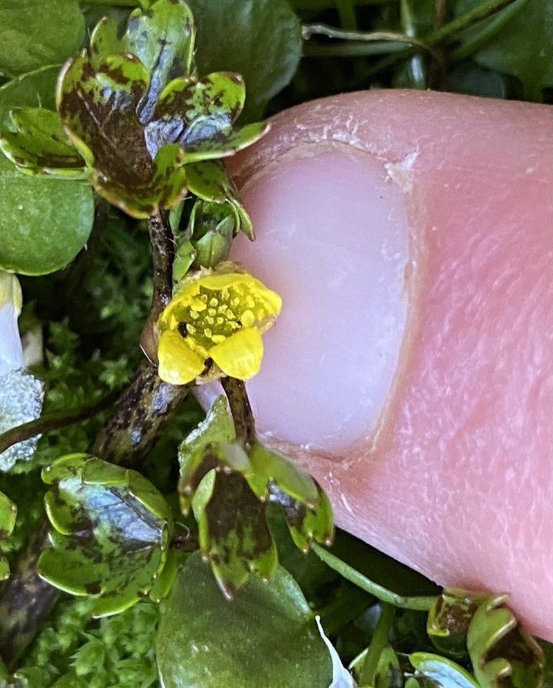 Ranunculus carsei photo 3