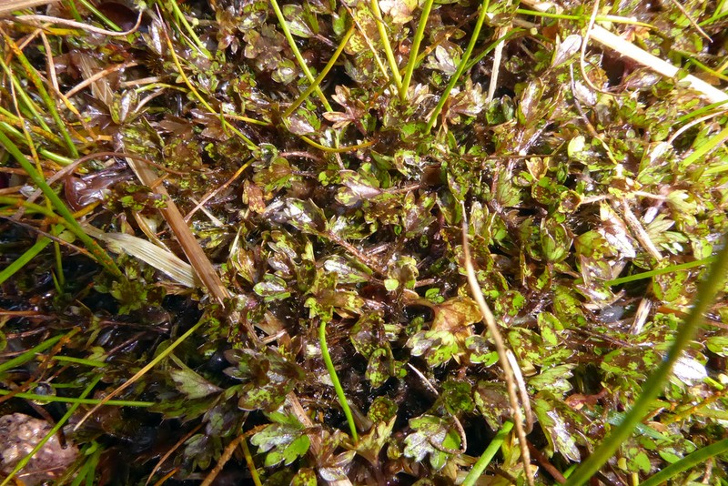 Ranunculus carsei photo 4