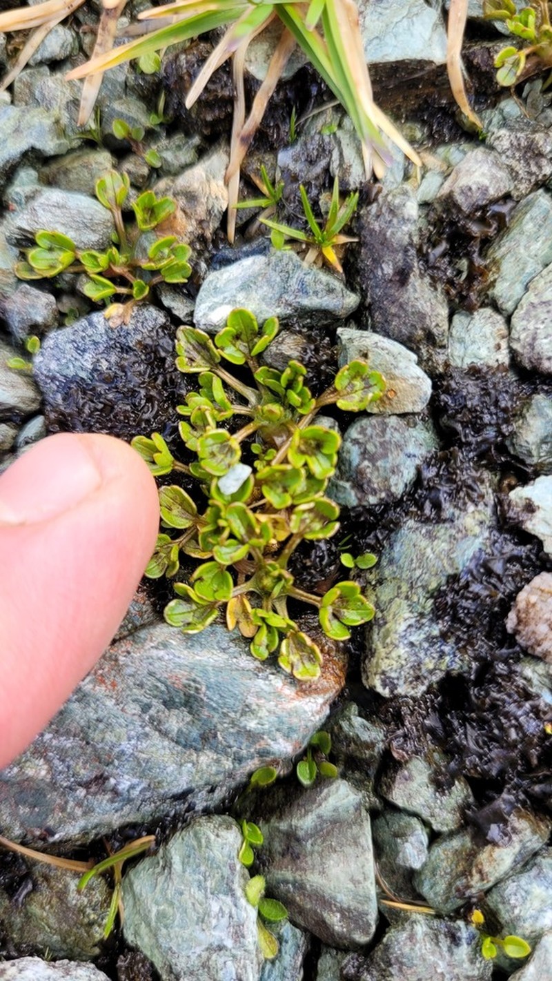 Ranunculus carsei photo 5