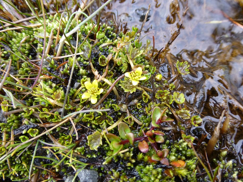Ranunculus carsei photo 6