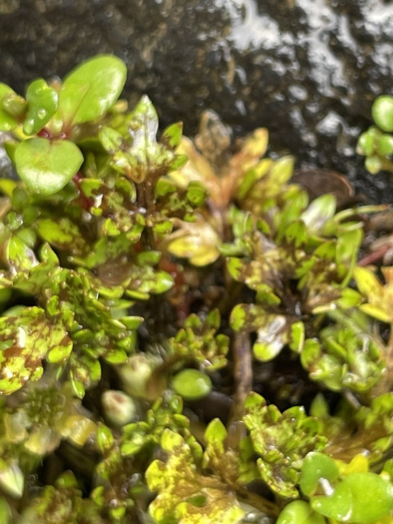 Ranunculus carsei photo 7