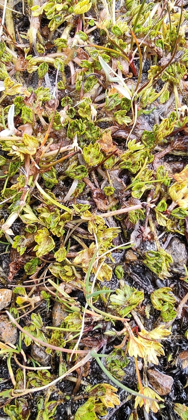 Ranunculus carsei photo 8
