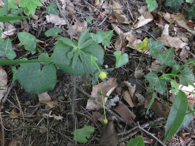 Ranunculus cassubicifolius