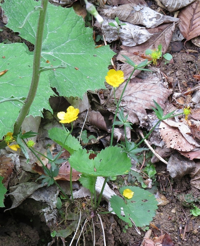 Ranunculus cassubicifolius photo 2
