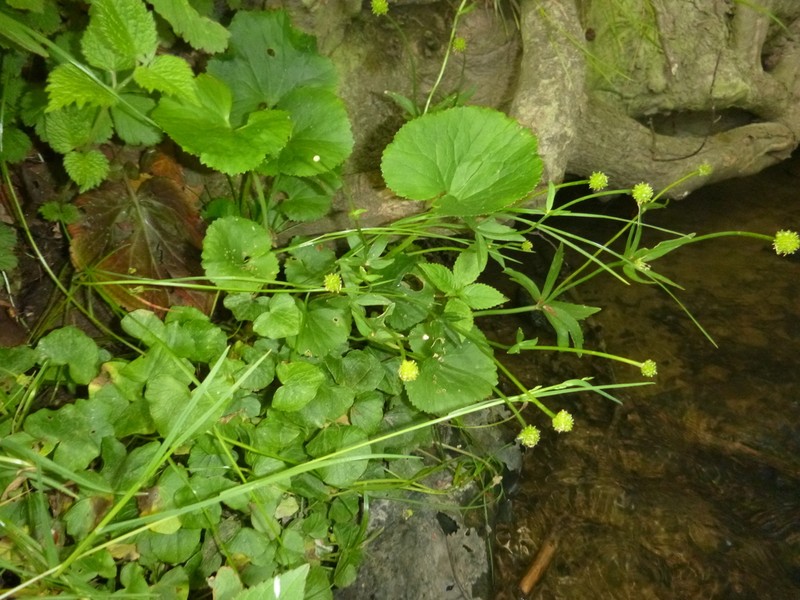 Ranunculus cassubicifolius photo 3