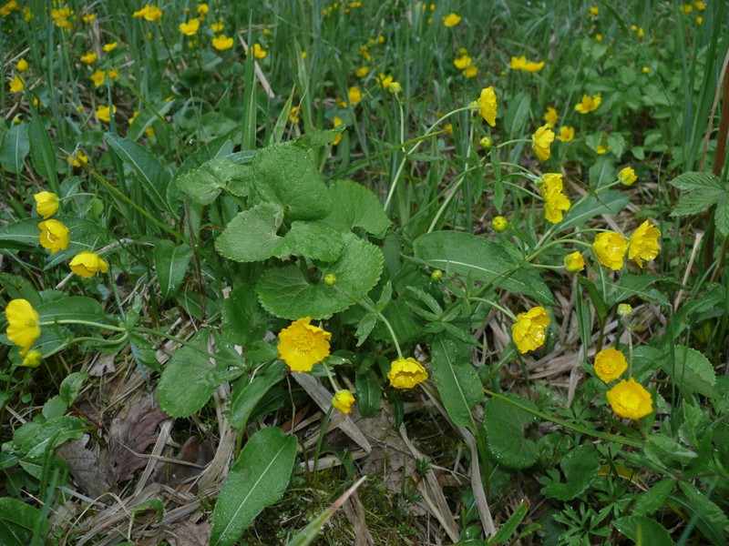 Ranunculus cassubicifolius photo 4