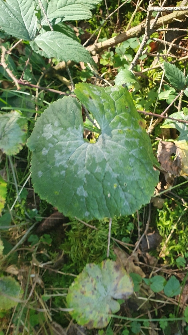 Ranunculus cassubicifolius photo 5