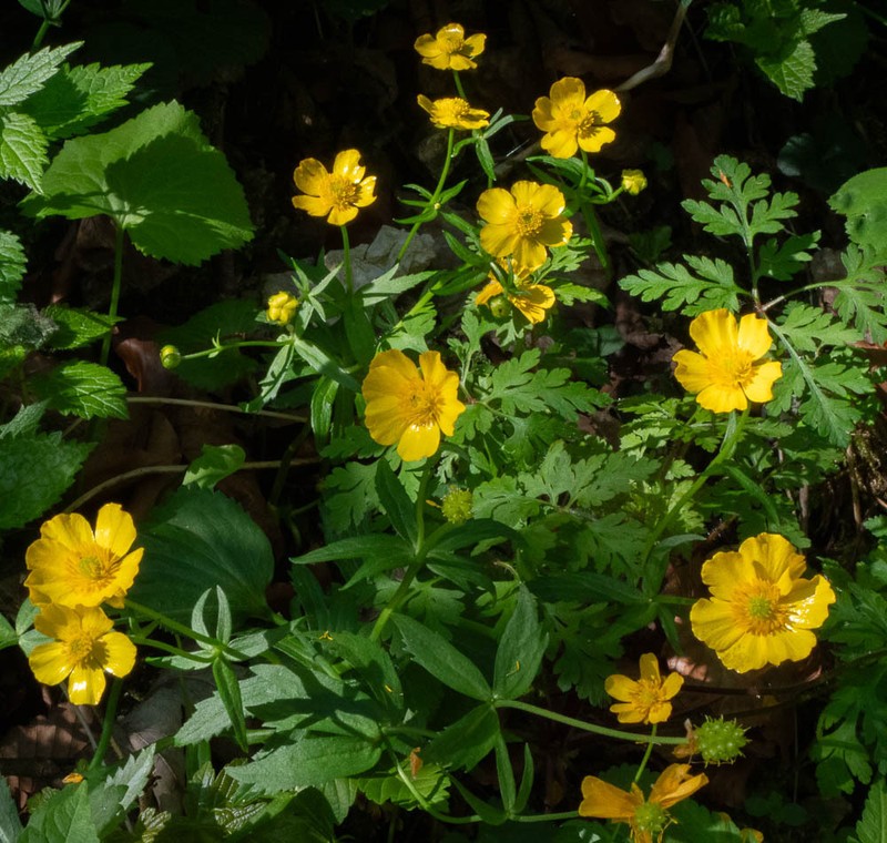 Ranunculus cassubicifolius photo 6