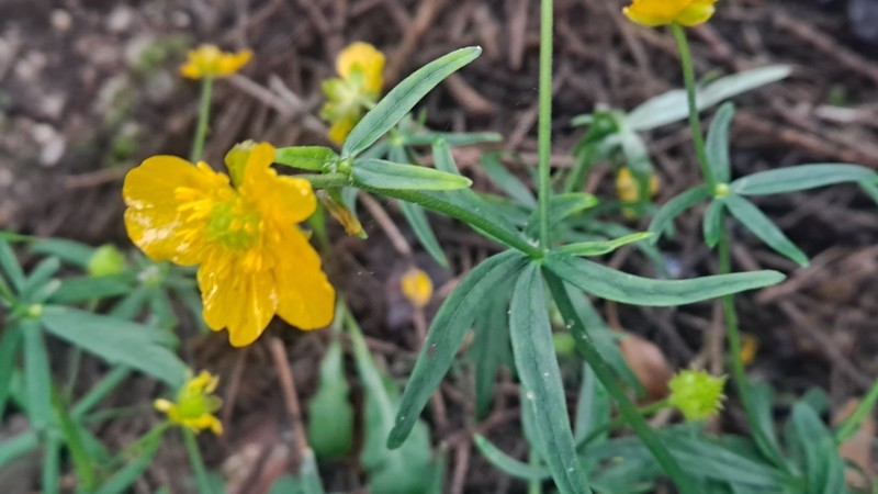 Ranunculus cassubicifolius photo 7