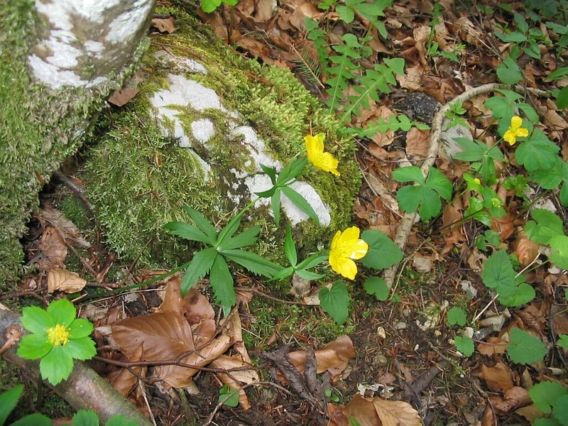 Ranunculus cassubicifolius photo 8