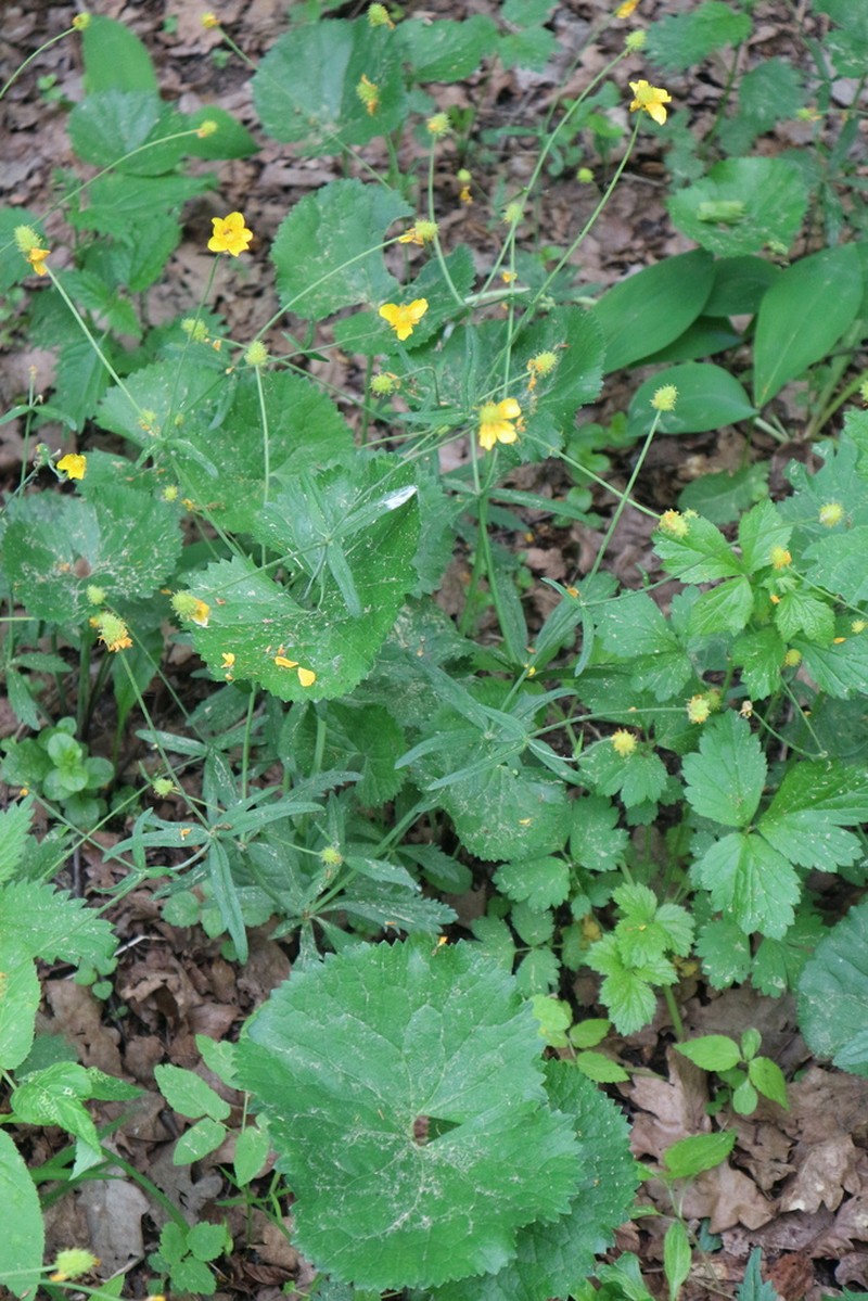 Ranunculus cassubicus photo 2