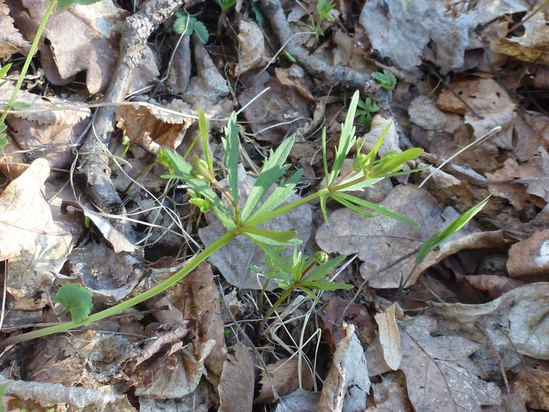 Ranunculus cassubicus photo 3
